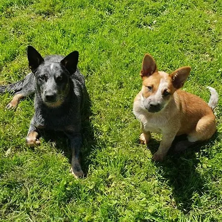 Bed and breakfast La Ferme De Sapharey Sarrazac (Dordogne)
