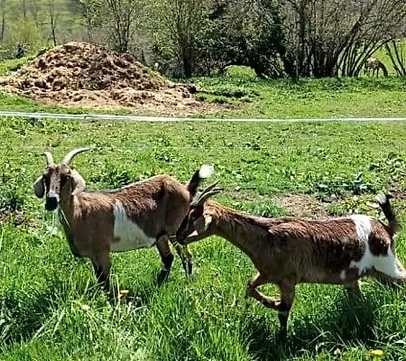 La Ferme De Sapharey B&B