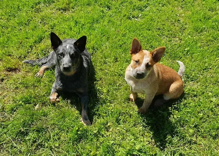Bed & Breakfast La Ferme De Sapharey Sarrazac (Dordogne)