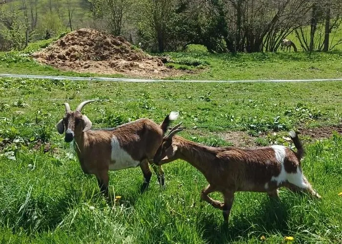 La Ferme De Sapharey Sarrazac (Dordogne)