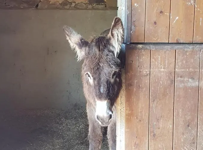 La Ferme De Sapharey Bed & Breakfast
